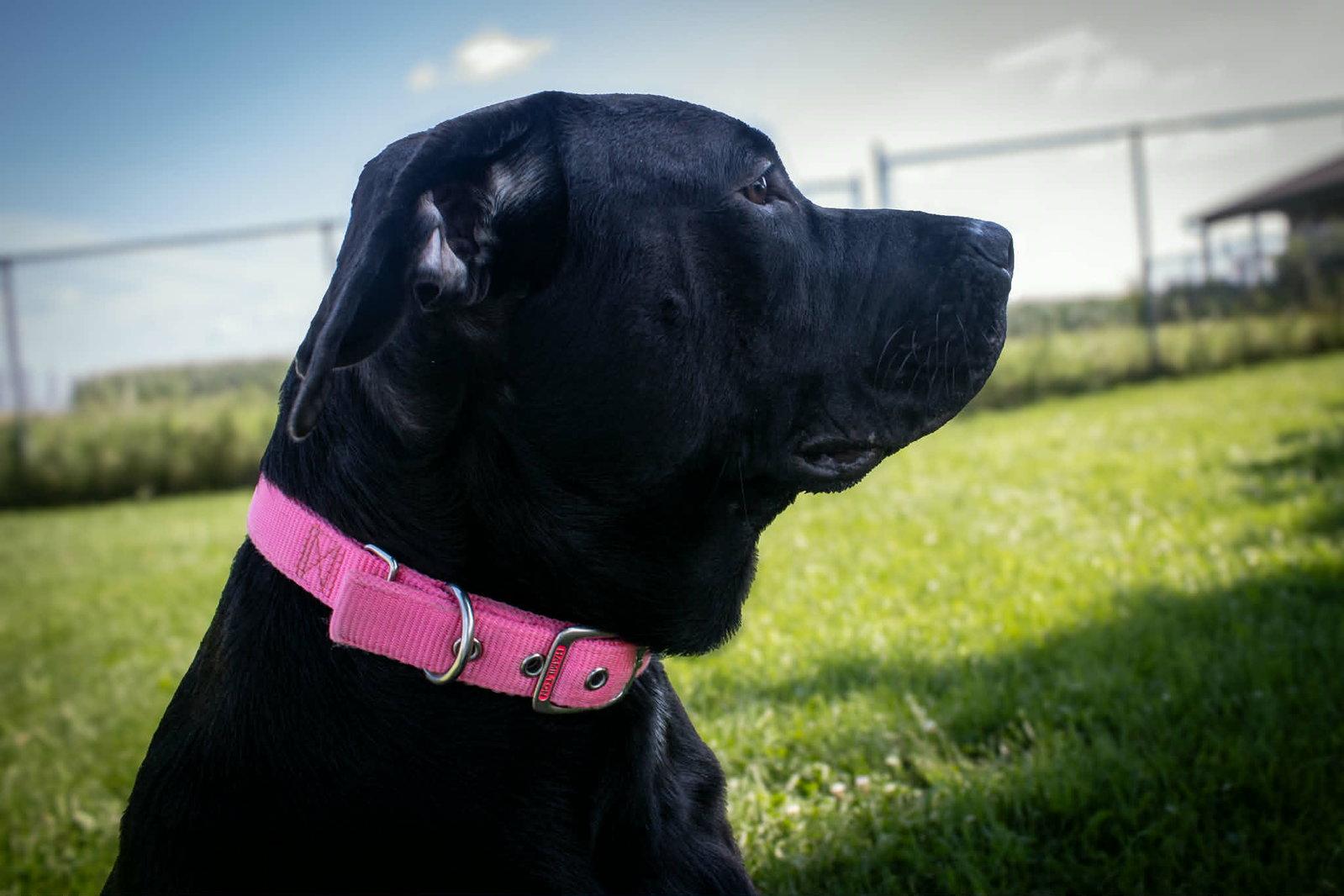 Tilly, Adopted, Adult Female Labrador Retriever & Pit Bull Terrier.