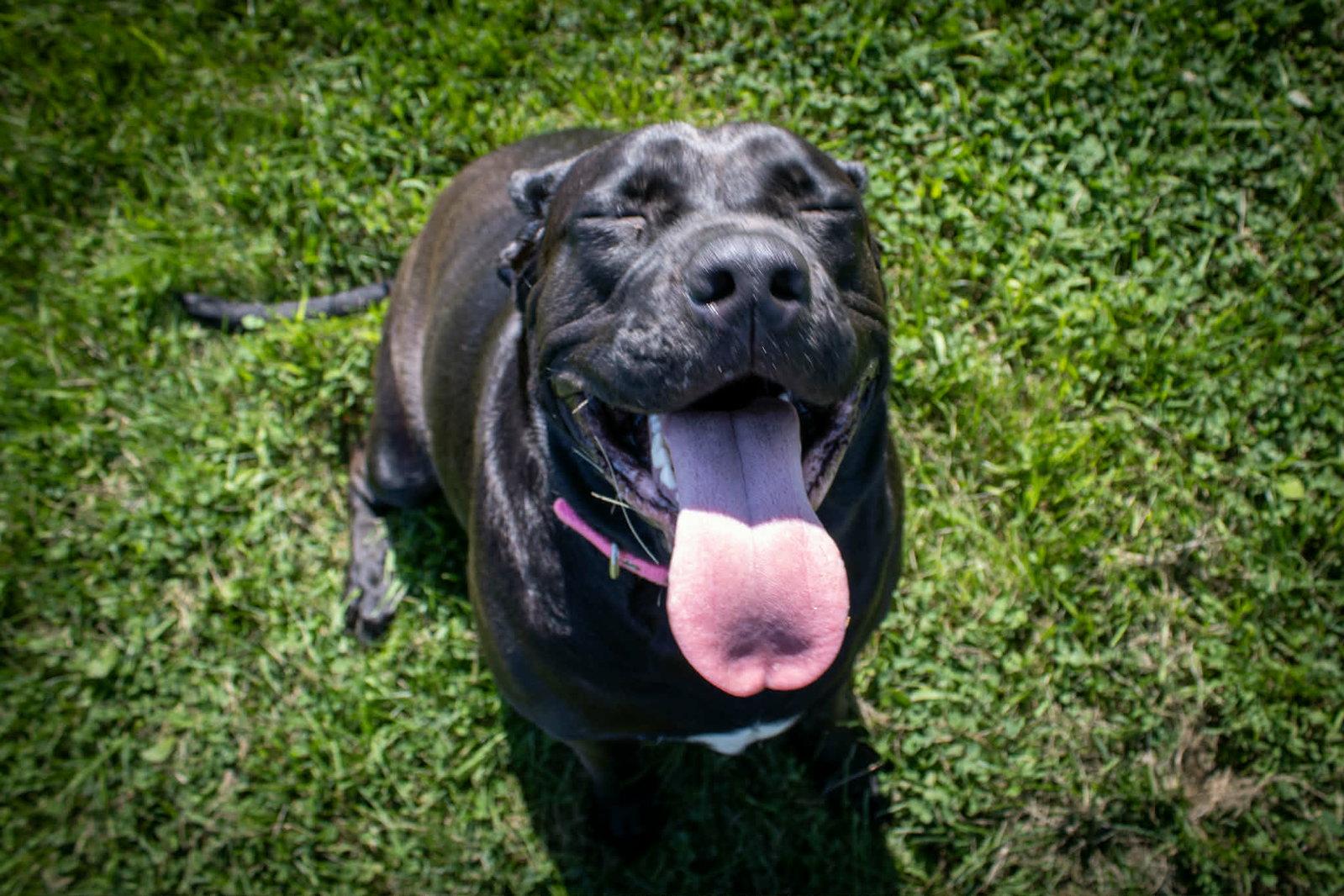 Tilly, a Adopted mixed breed in Austin, MN image 2/3