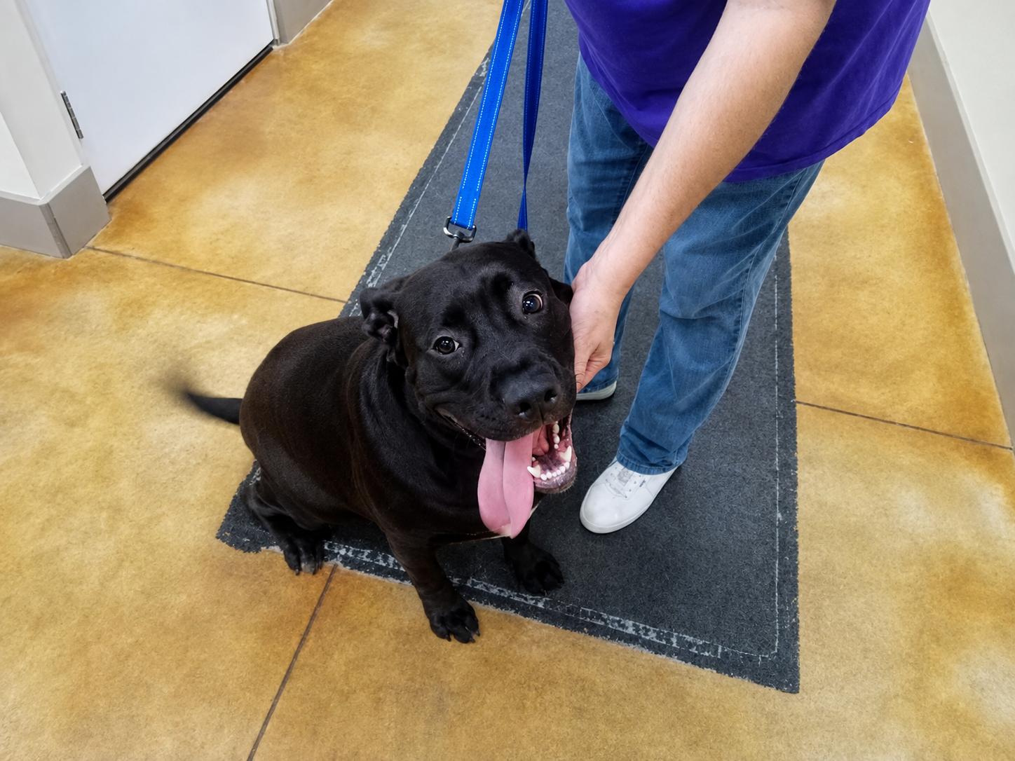Tilly, a Adopted mixed breed in Austin, MN image 3/3