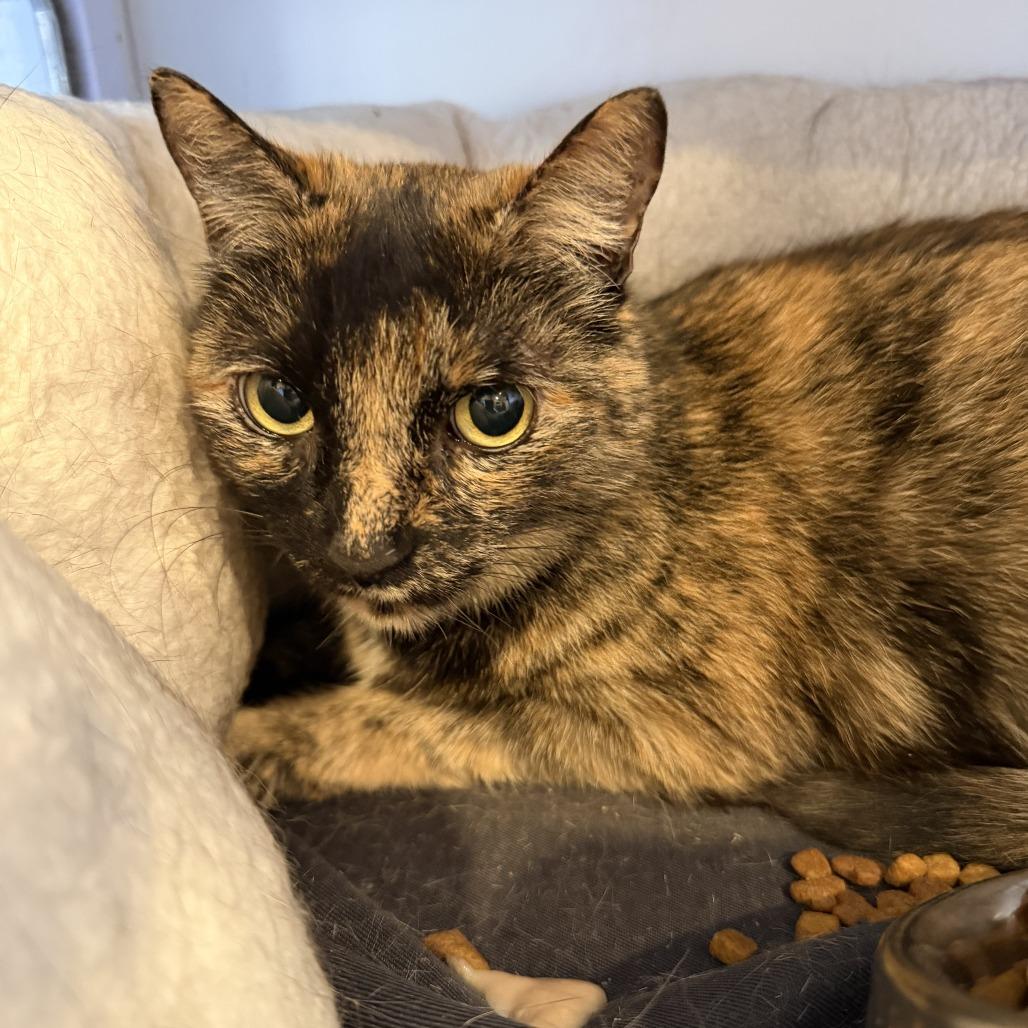 Enlarge Abby, a Adoptable Domestic Short Hair in Alexandria, VA image 1/1