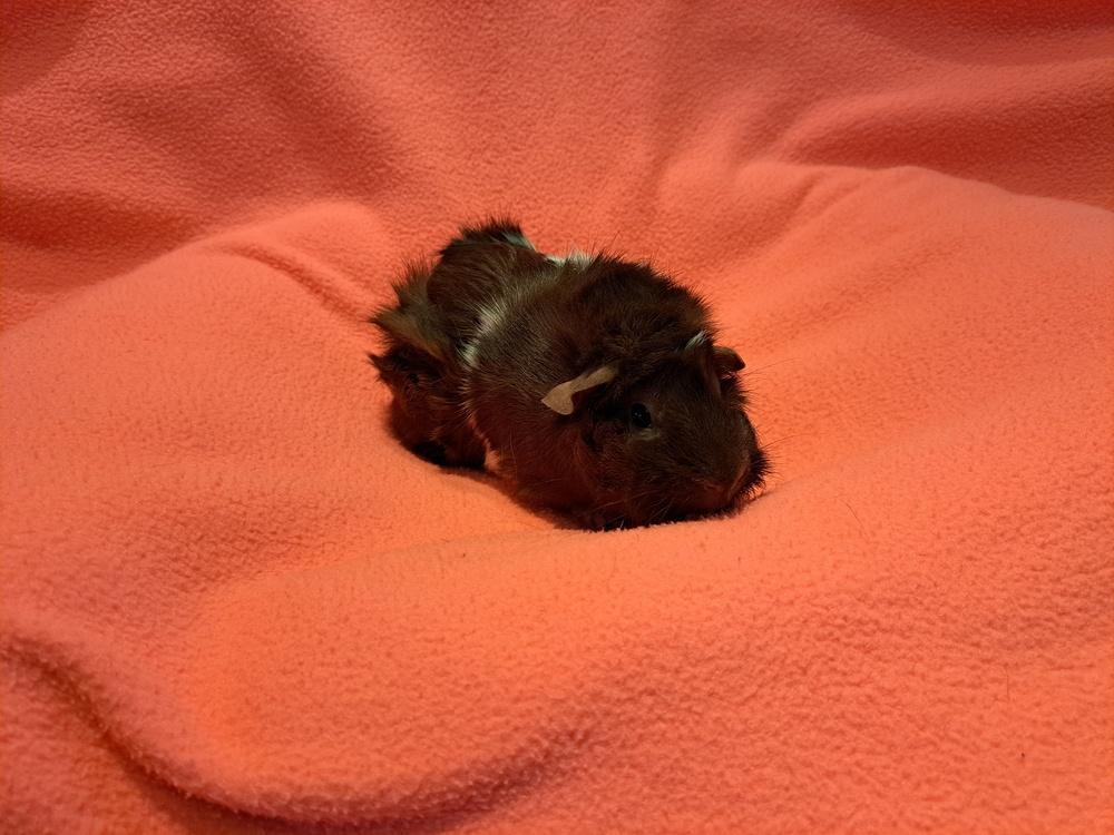 Lorelei and Laney, Adoptable, Baby Female Guinea Pig & Guinea Pig.