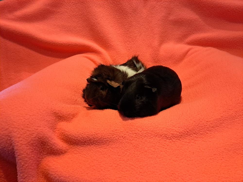 Enlarge Lorelei and Laney, a Adoptable mixed breed in South Bend, IN image 2/5