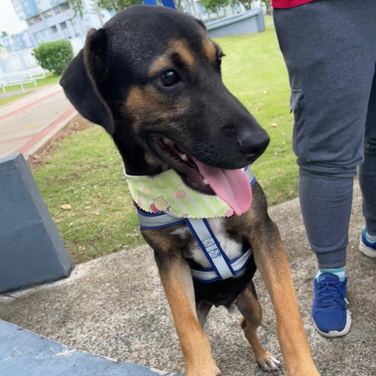 Enlarge ARNOLD "Our time is now." (Currently in Puerto Rico), a Adoptable mixed breed in New York, NY image 3/6