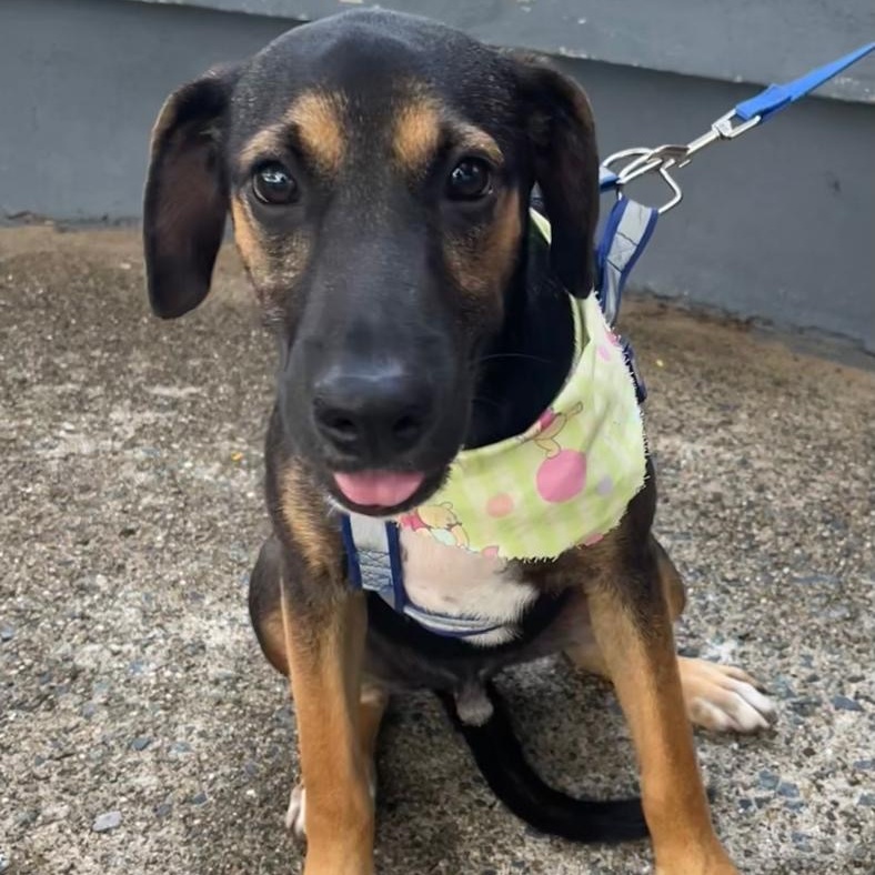 Enlarge ARNOLD "Our time is now." (Currently in Puerto Rico), a Adoptable mixed breed in New York, NY image 2/6