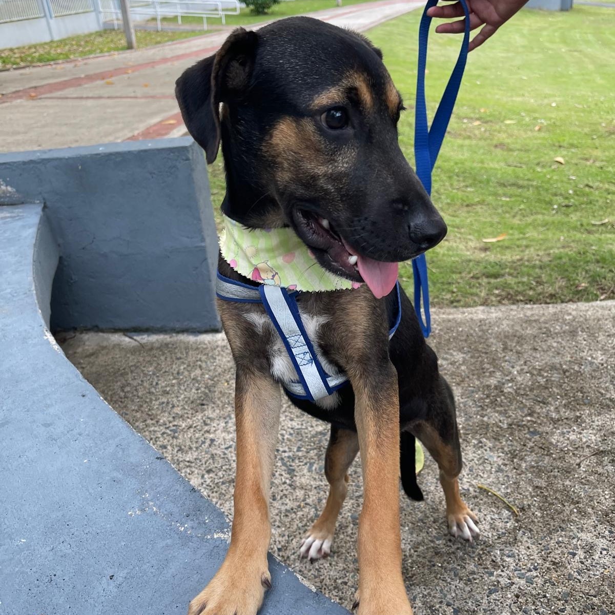 Enlarge ARNOLD "Our time is now." (Currently in Puerto Rico), a Adoptable mixed breed in New York, NY image 5/6