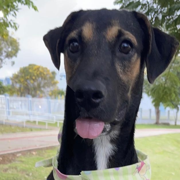 Enlarge ARNOLD "Our time is now." (Currently in Puerto Rico), a Adoptable mixed breed in New York, NY image 6/6