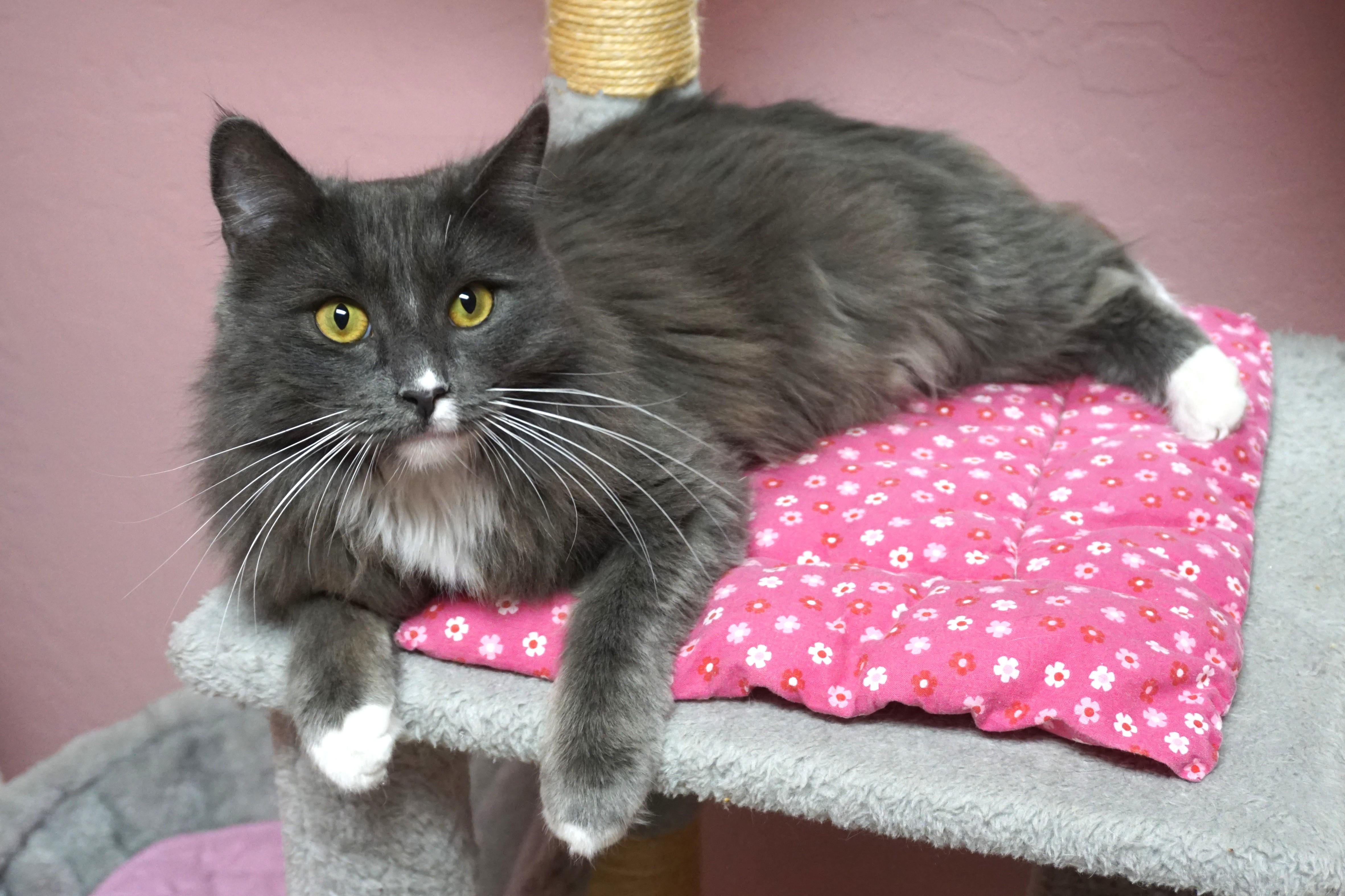 Enlarge Earl Grey, an adopted Domestic Medium Hair in Fountain Hills, AZ image 4/4