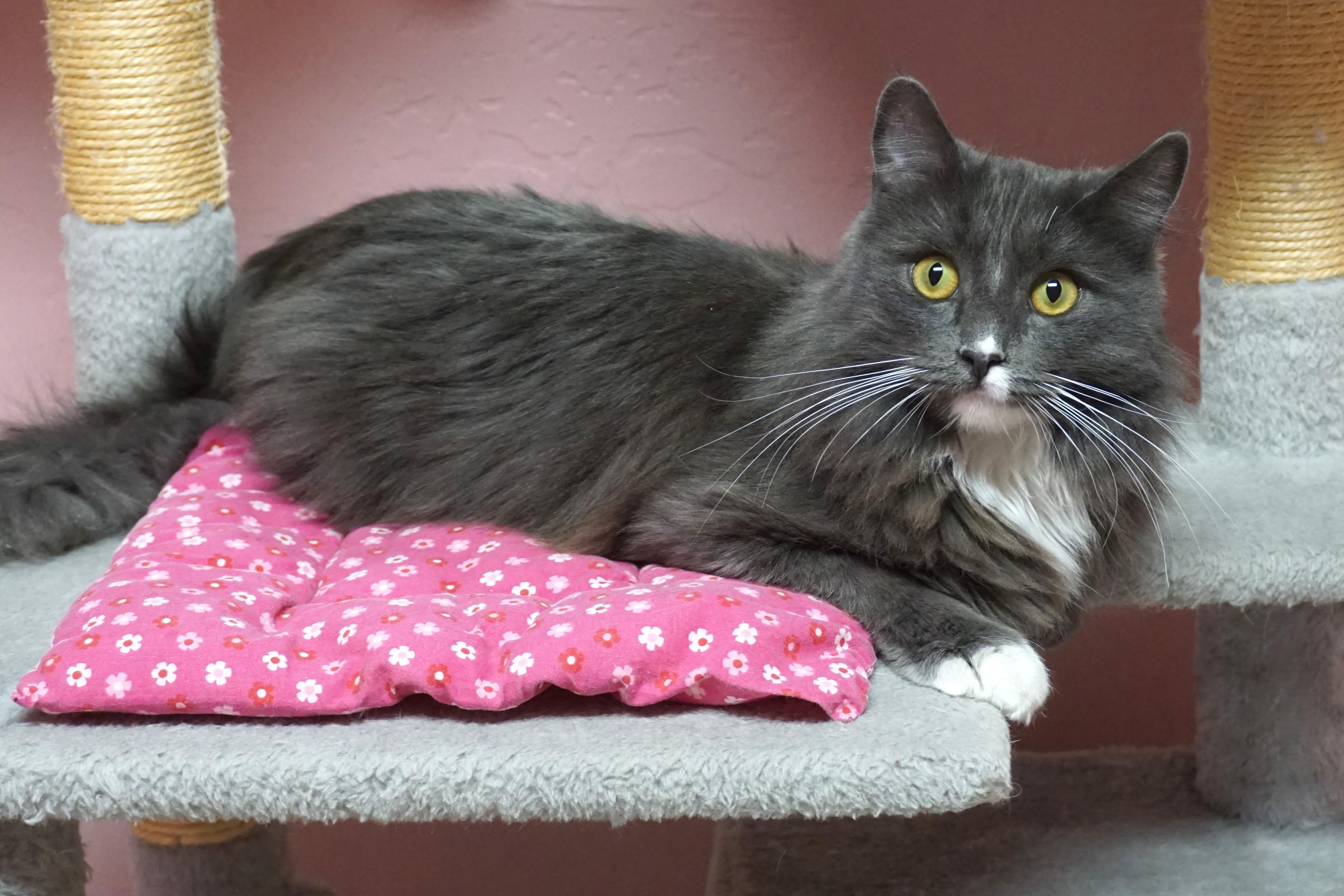 Enlarge Earl Grey, an adopted Domestic Medium Hair in Fountain Hills, AZ image 3/4