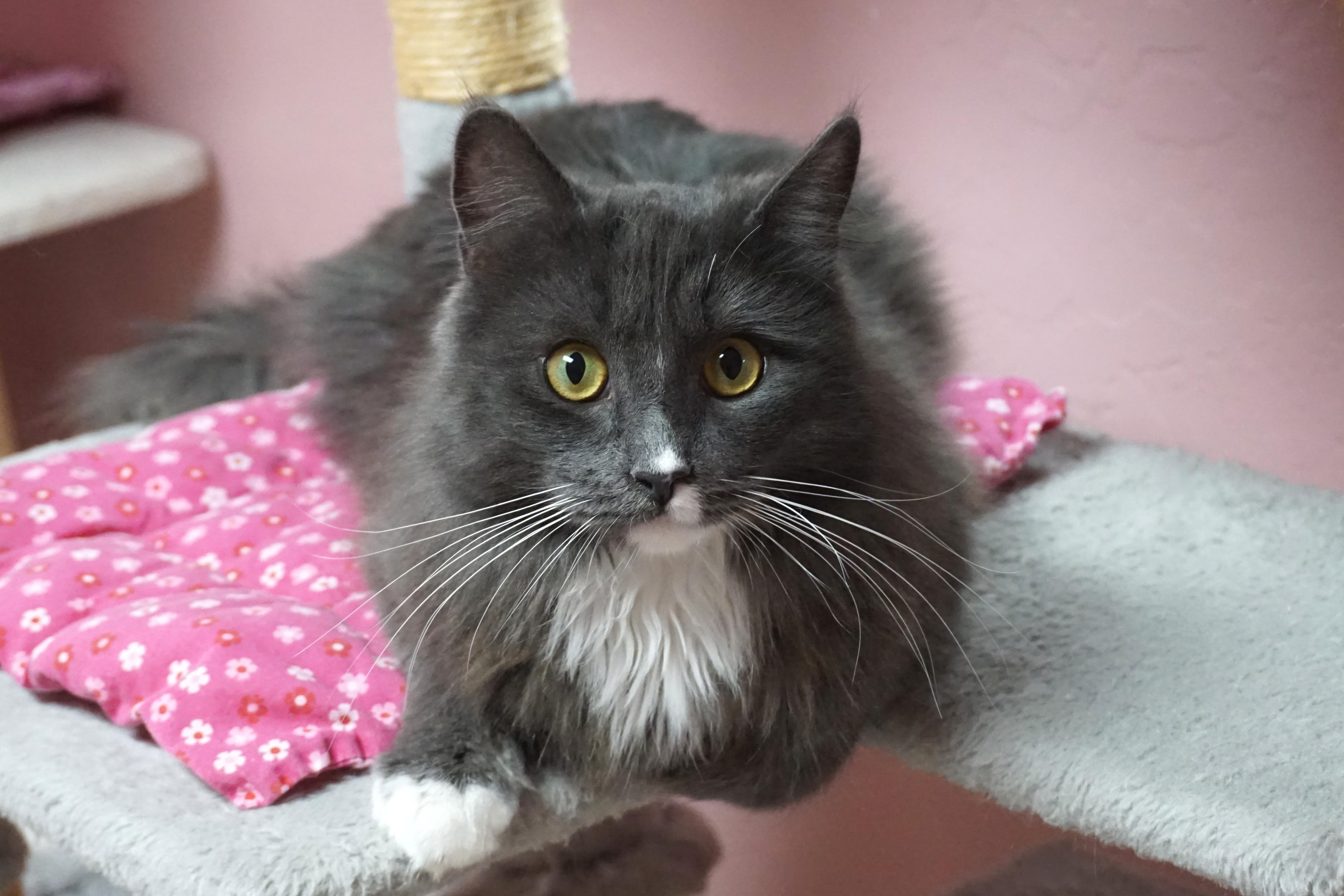 Enlarge Earl Grey, an adopted Domestic Medium Hair in Fountain Hills, AZ image 2/4