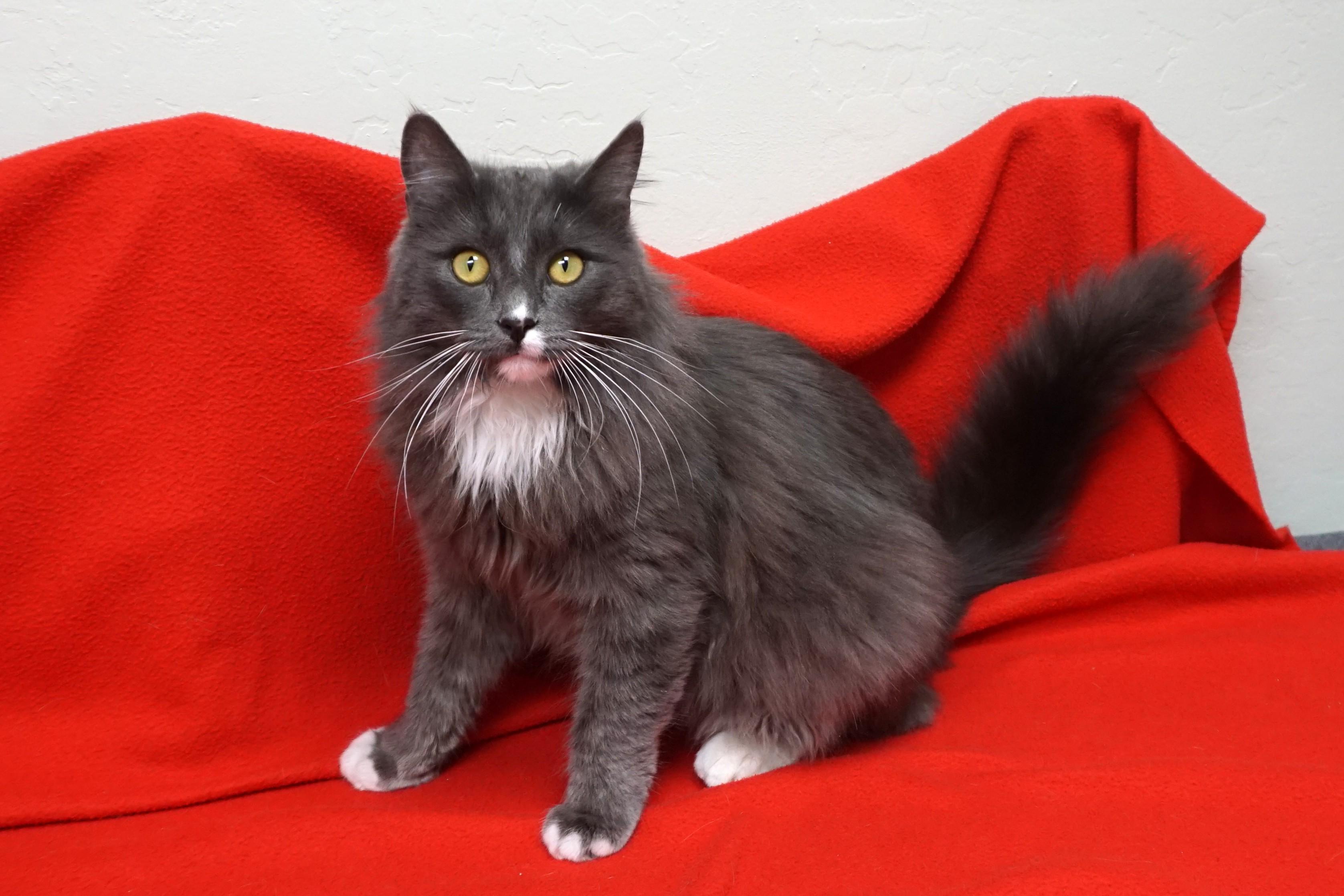 Enlarge Earl Grey, an adopted Domestic Medium Hair in Fountain Hills, AZ image 1/4