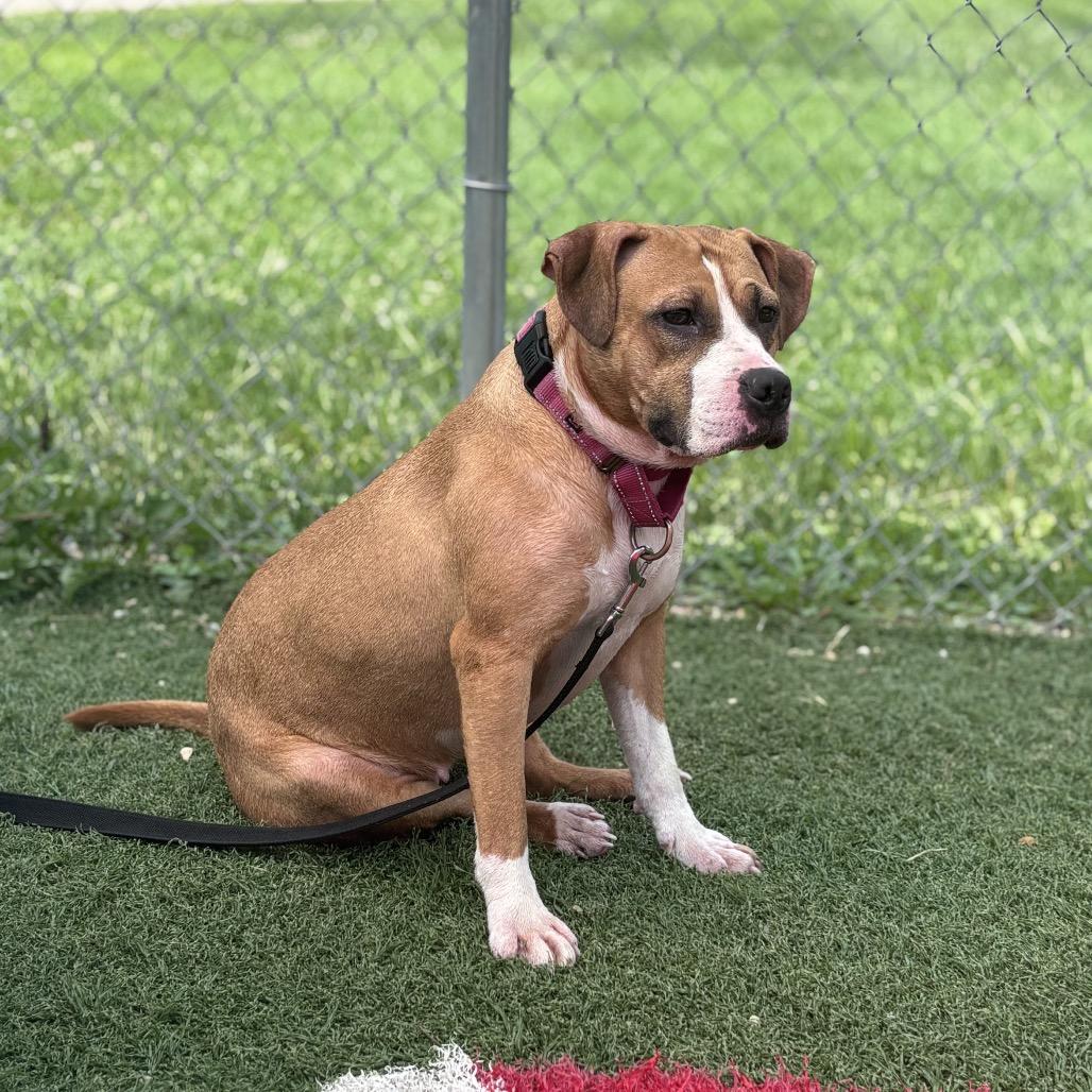 Fiona, Adoptable, Young Female Mixed Breed.