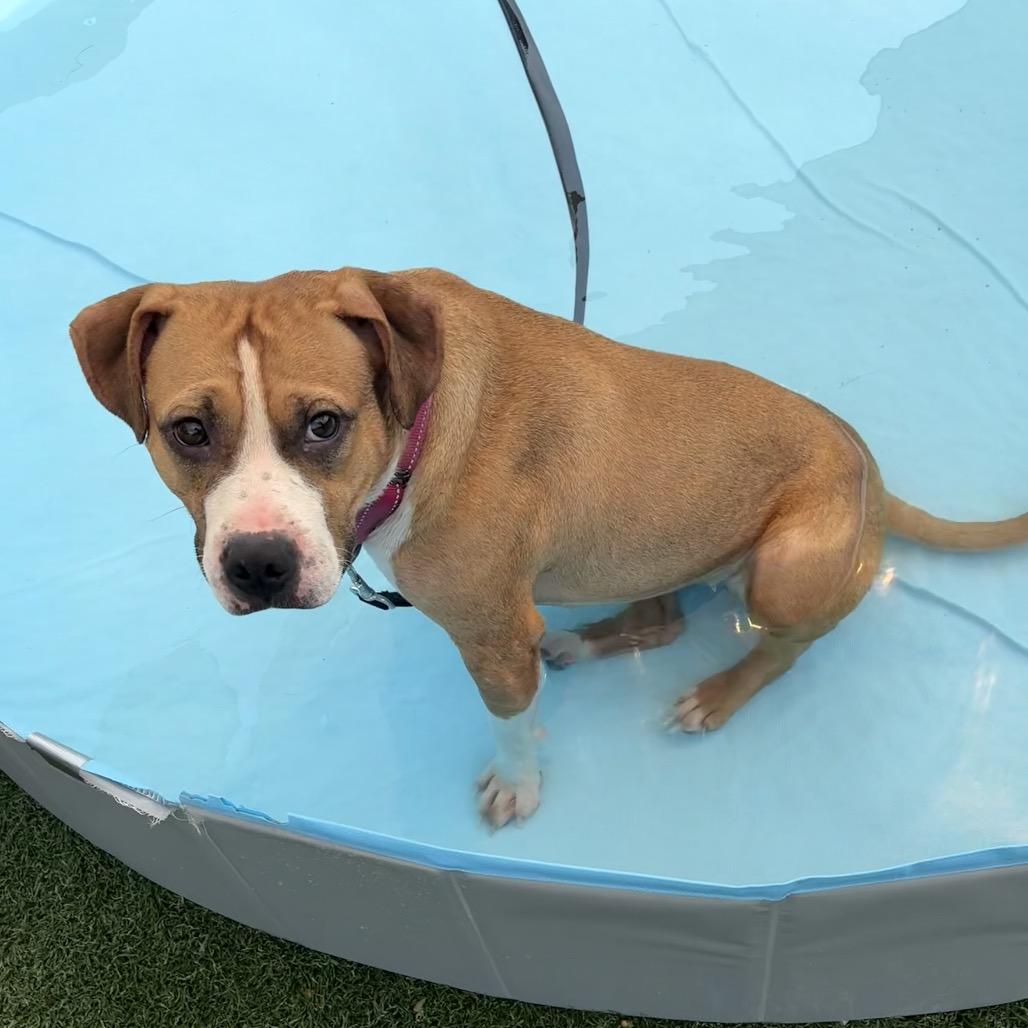 Fiona, a Adoptable Mixed Breed in Batavia, OH image 2/6
