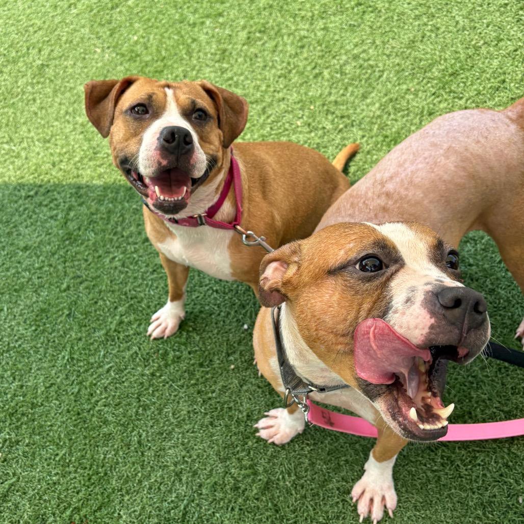 Fiona, a Adoptable Mixed Breed in Batavia, OH image 3/6