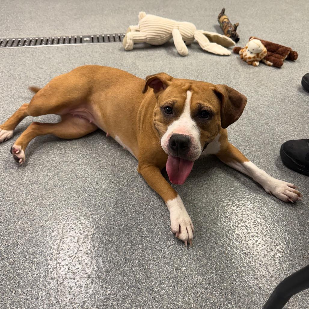 Fiona, a Adoptable Mixed Breed in Batavia, OH image 4/6