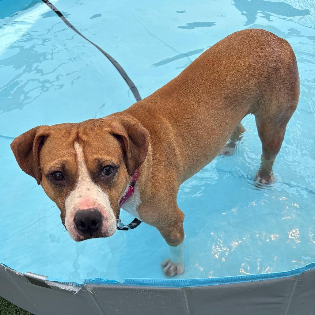 Fiona, a Adoptable Mixed Breed in Batavia, OH image 5/6