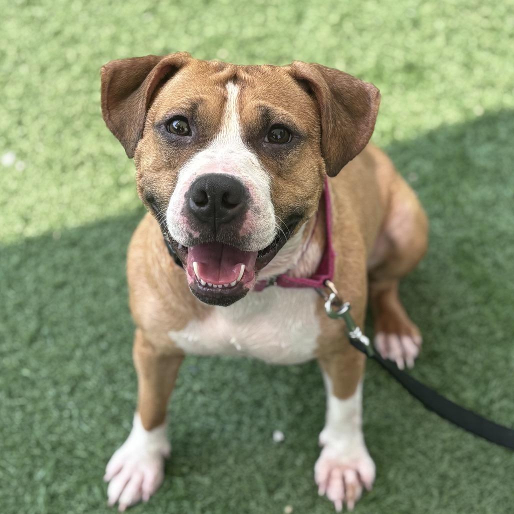Fiona, a Adoptable Mixed Breed in Batavia, OH image 6/6
