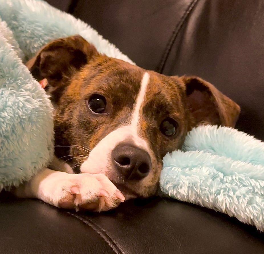 Enlarge Hyatt, an adoption pending mixed breed in Brewster, NY image 1/5