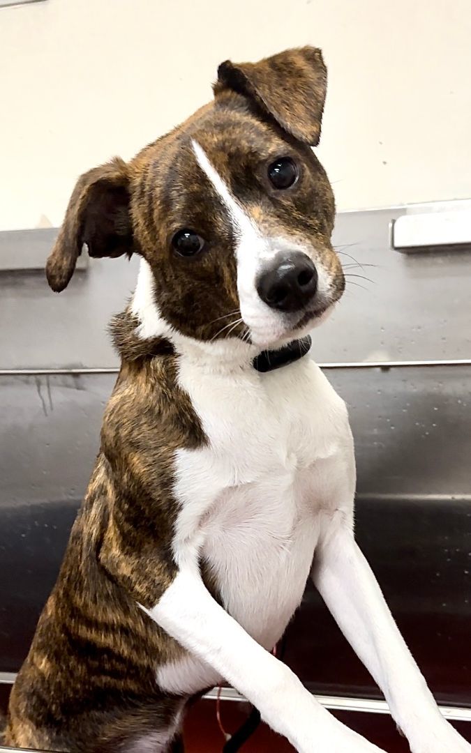 Enlarge Hyatt, an adoption pending mixed breed in Brewster, NY image 2/5