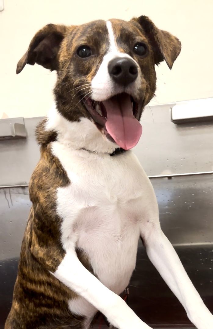 Enlarge Hyatt, an adoption pending mixed breed in Brewster, NY image 3/5