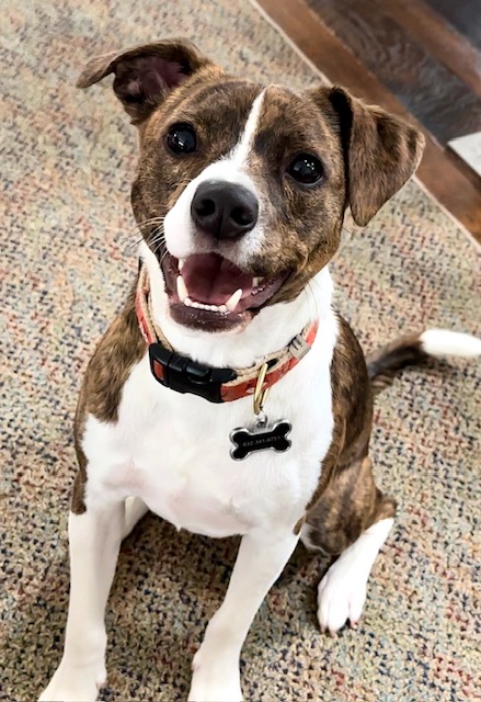 Enlarge Hyatt, an adoption pending mixed breed in Brewster, NY image 4/5