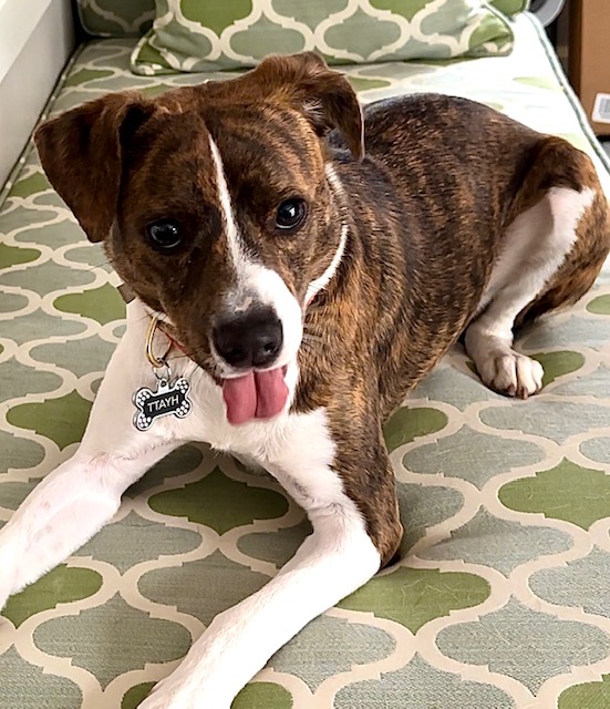 Enlarge Hyatt, an adoption pending mixed breed in Brewster, NY image 5/5