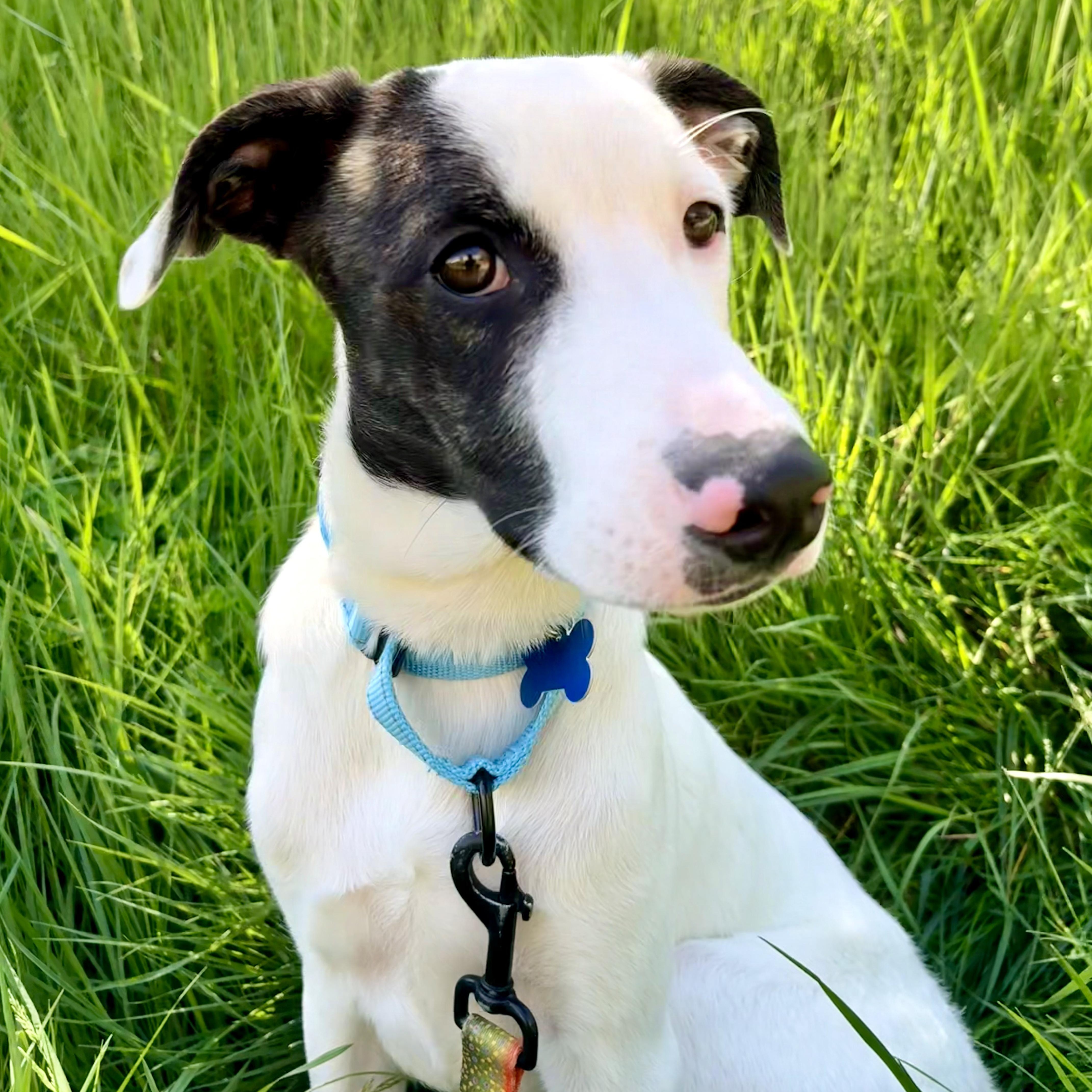 Buckle, Adoptable, Puppy Male Plott Hound.