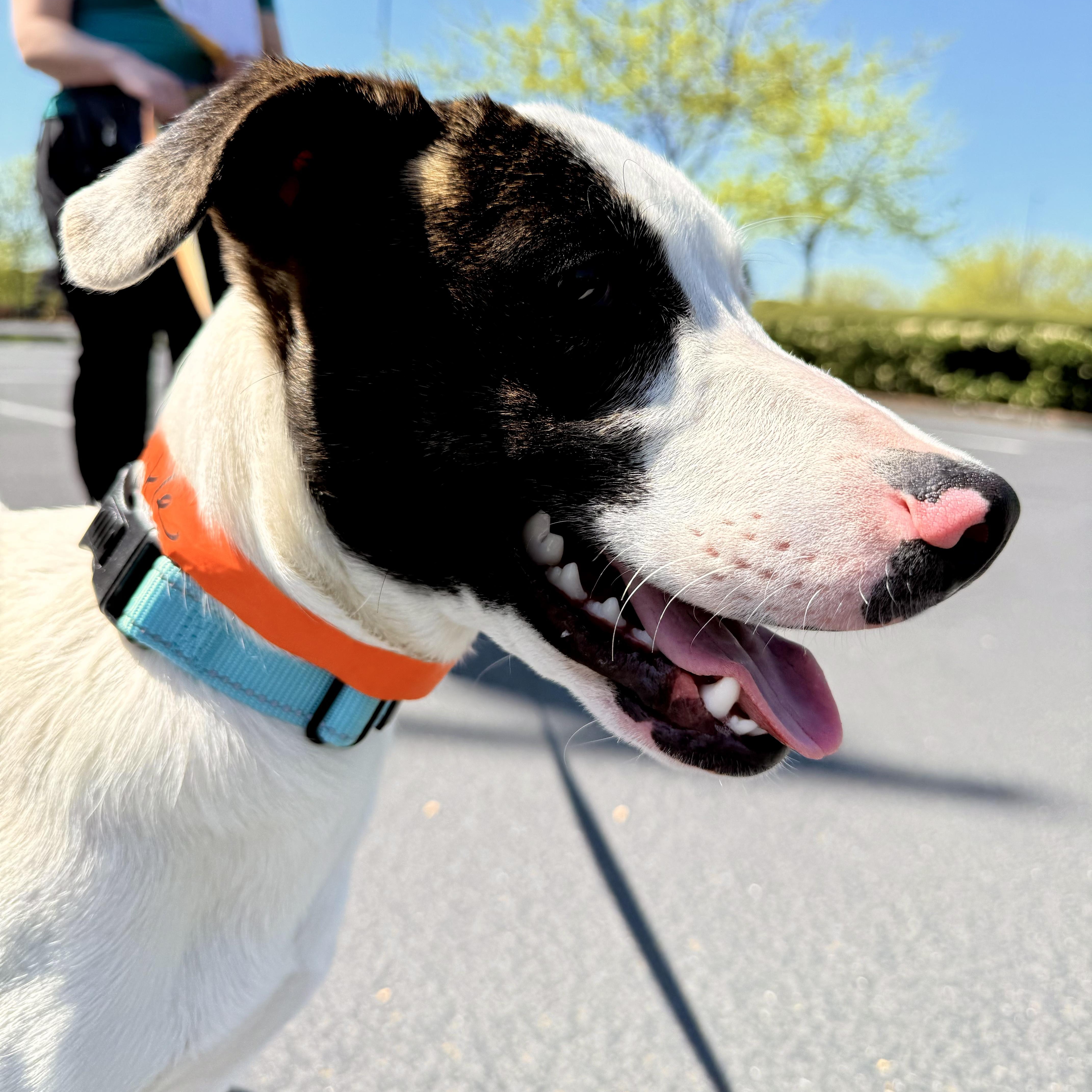 Enlarge Buckle, a Adoptable Plott Hound in Vancouver , WA image 4/6