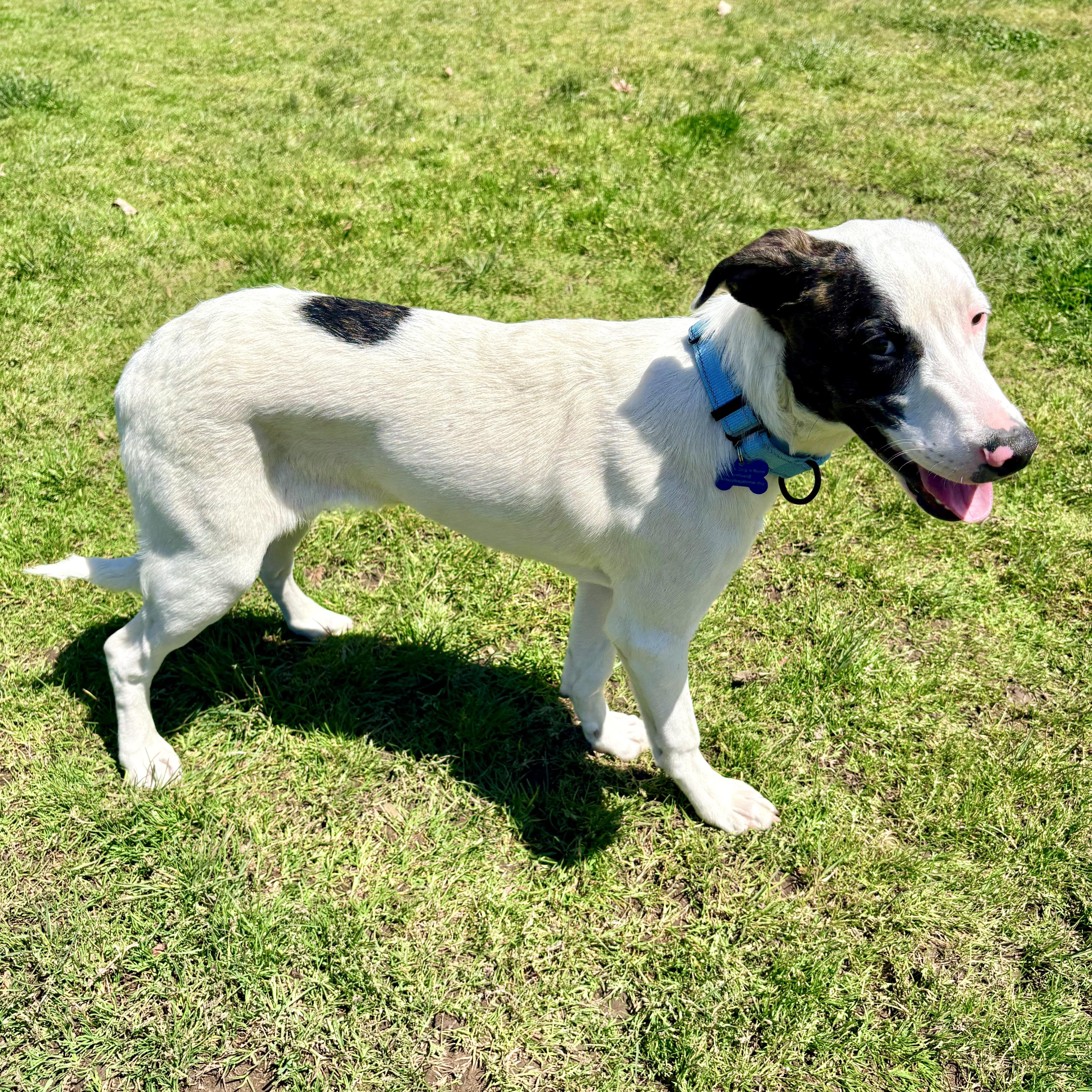 Enlarge Buckle, a Adoptable Plott Hound in Vancouver , WA image 3/6