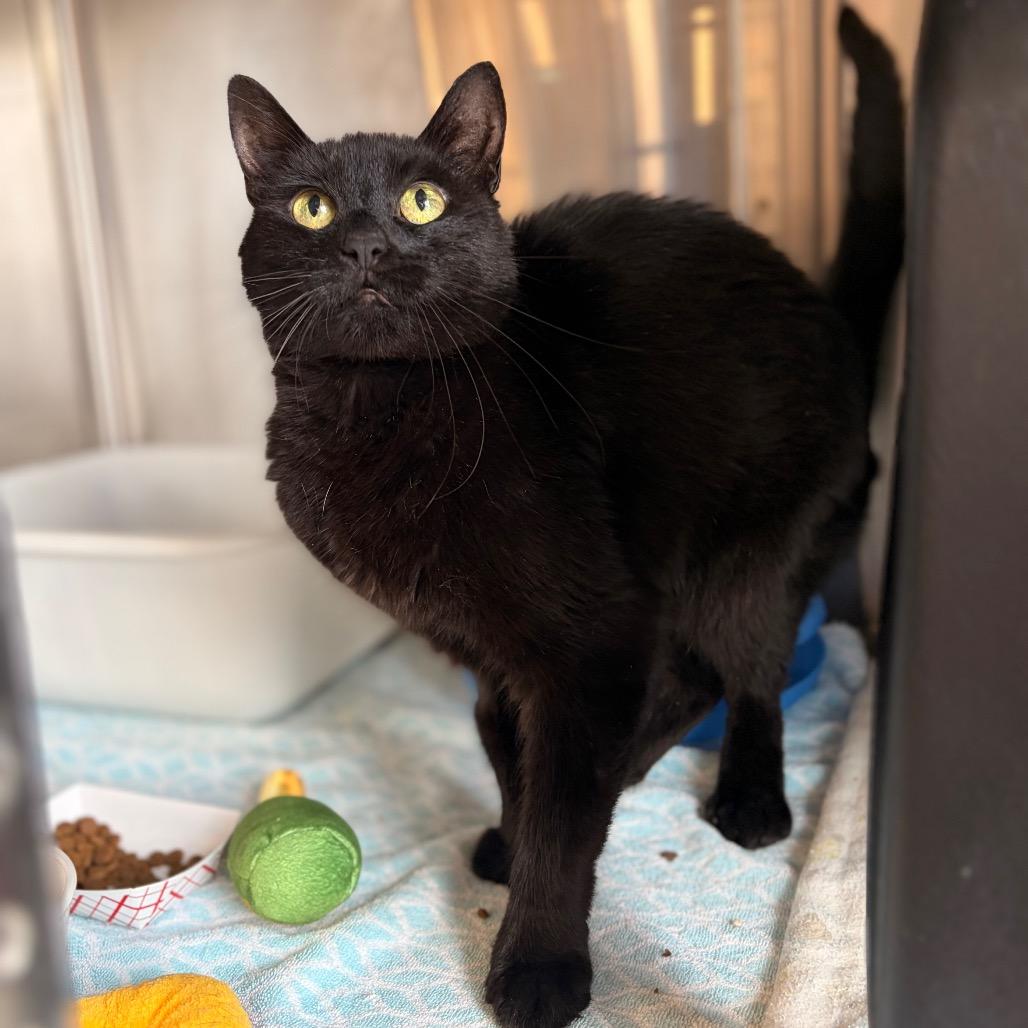 Midnight, Adoptable, Senior Female Domestic Short Hair.