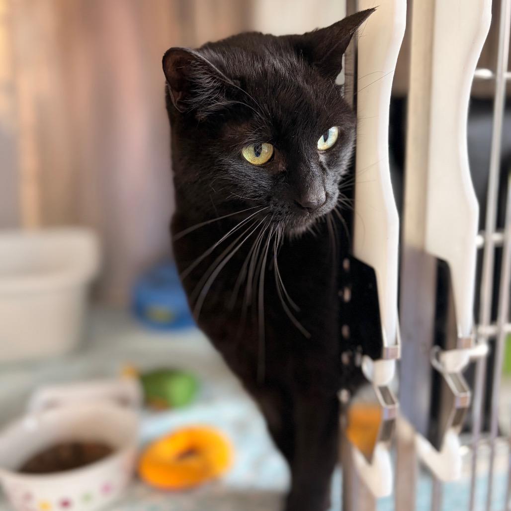Midnight, a Adoptable Domestic Short Hair in Spokane, WA image 2/3