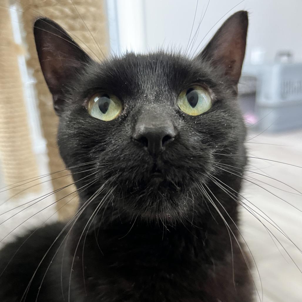 Midnight, a Adoptable Domestic Short Hair in Spokane, WA image 3/3
