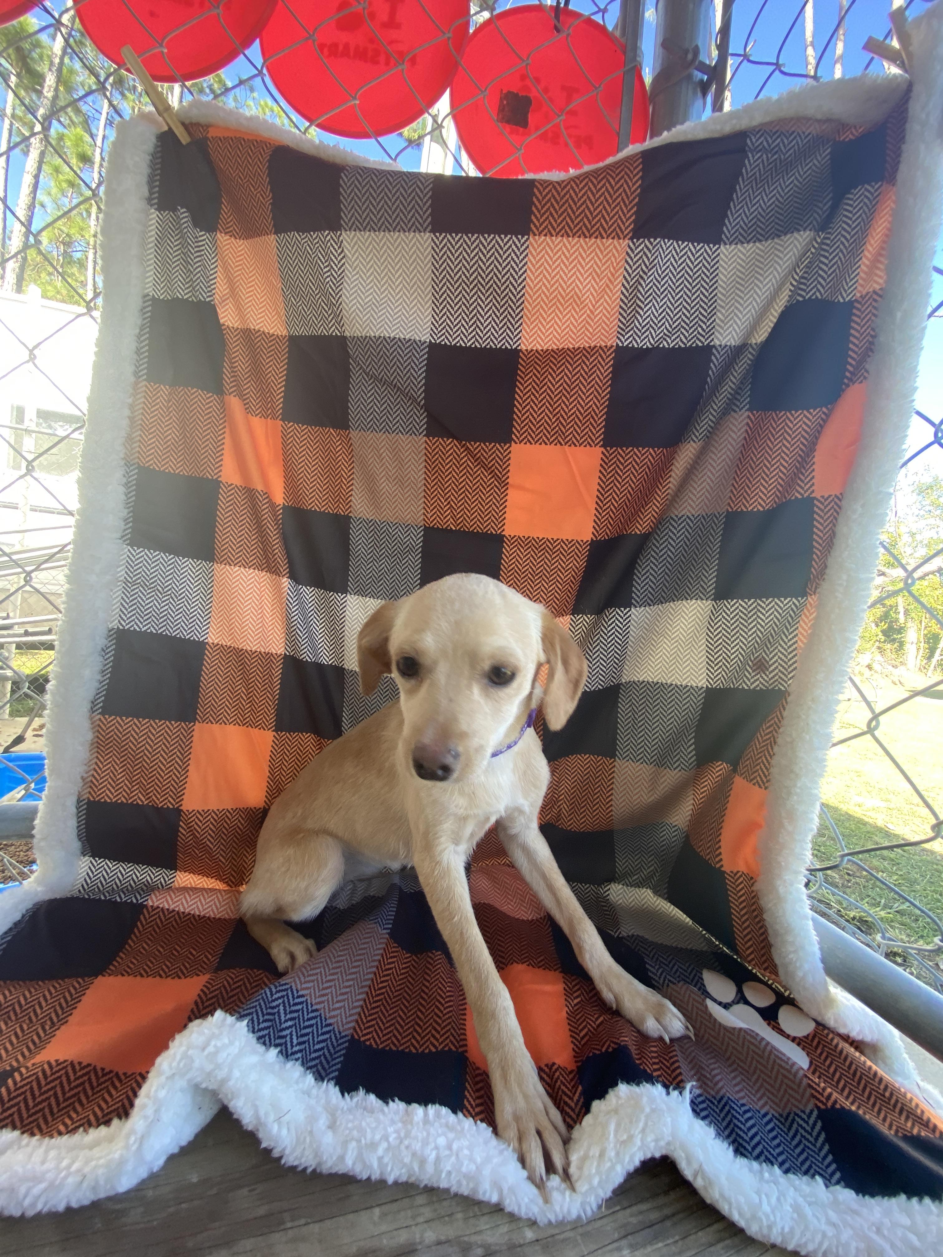 Zoe, Adoptable, Young Female Mixed Breed.