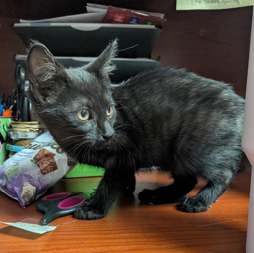 Enlarge Estella, a ADOPTABLE Domestic Short Hair in Boone, IA image 3/3
