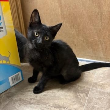 Estella, a ADOPTABLE Domestic Short Hair in Boone, IA image 4/5