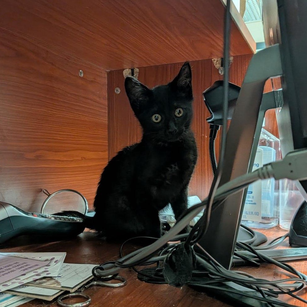 Enlarge Estella, a ADOPTABLE Domestic Short Hair in Boone, IA image 1/3