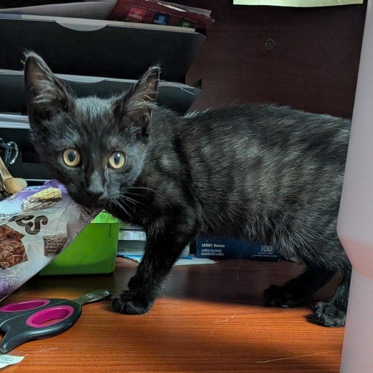 Enlarge Estella, a ADOPTABLE Domestic Short Hair in Boone, IA image 2/3