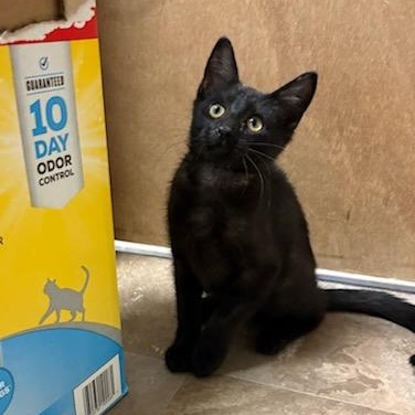 Estella, a ADOPTABLE Domestic Short Hair in Boone, IA image 1/5