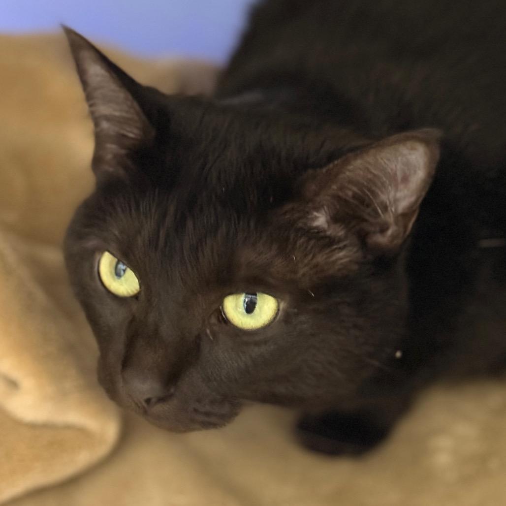 Jasmine — thumbnail 2