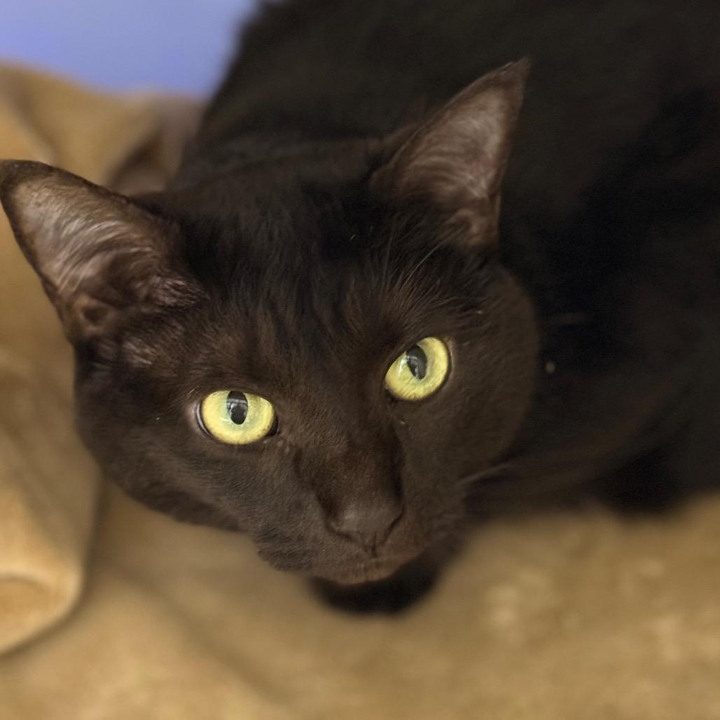 Jasmine — thumbnail 3