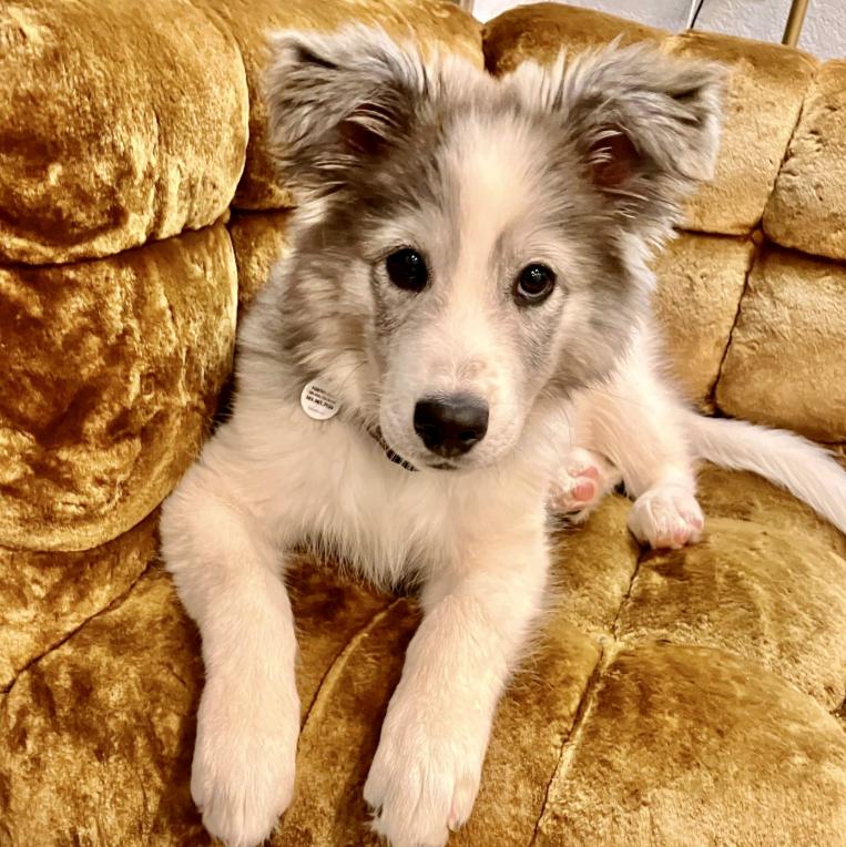 Chinook, Adopted, Puppy Male Great Pyrenees & Mixed Breed.