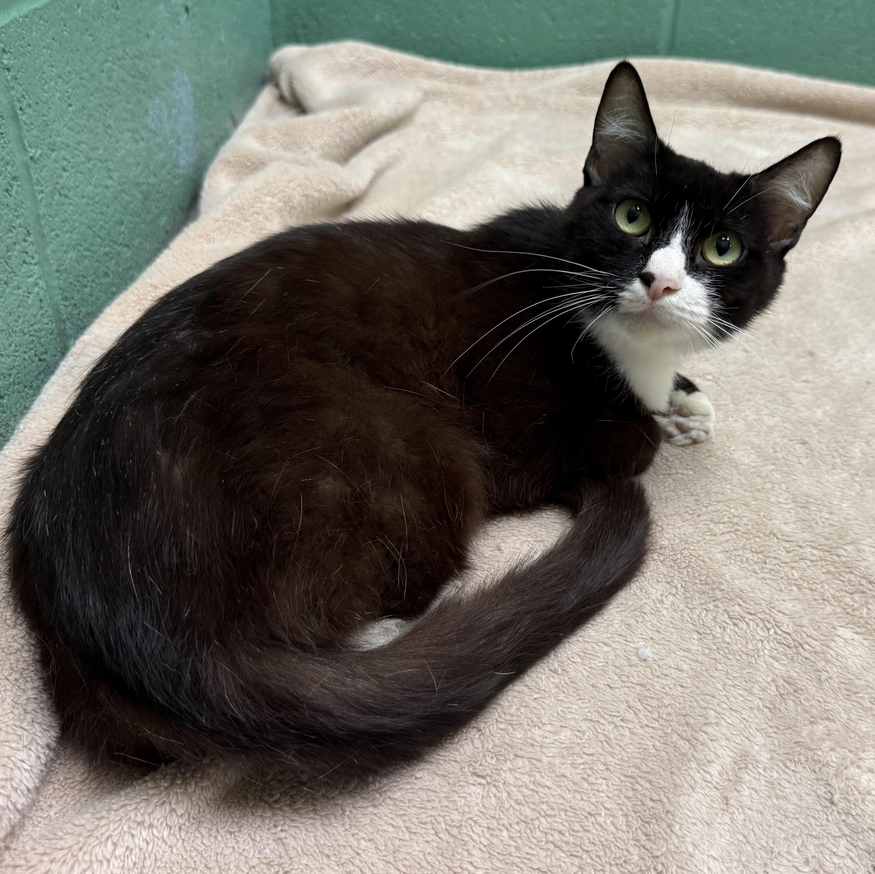 Enlarge Ivy, a Adoptable mixed breed in Latrobe, PA image 3/6