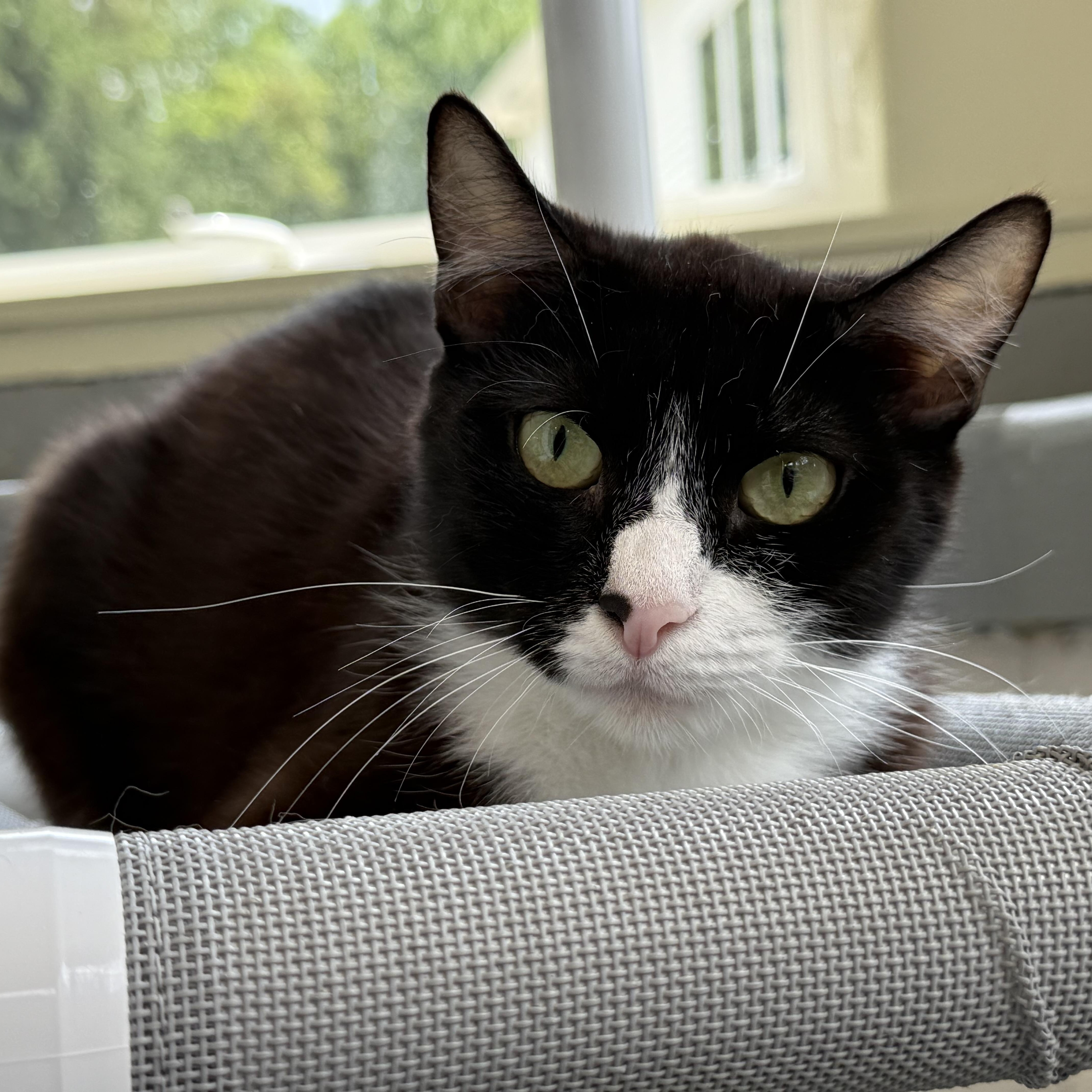 Enlarge Ivy, a Adoptable mixed breed in Latrobe, PA image 1/6