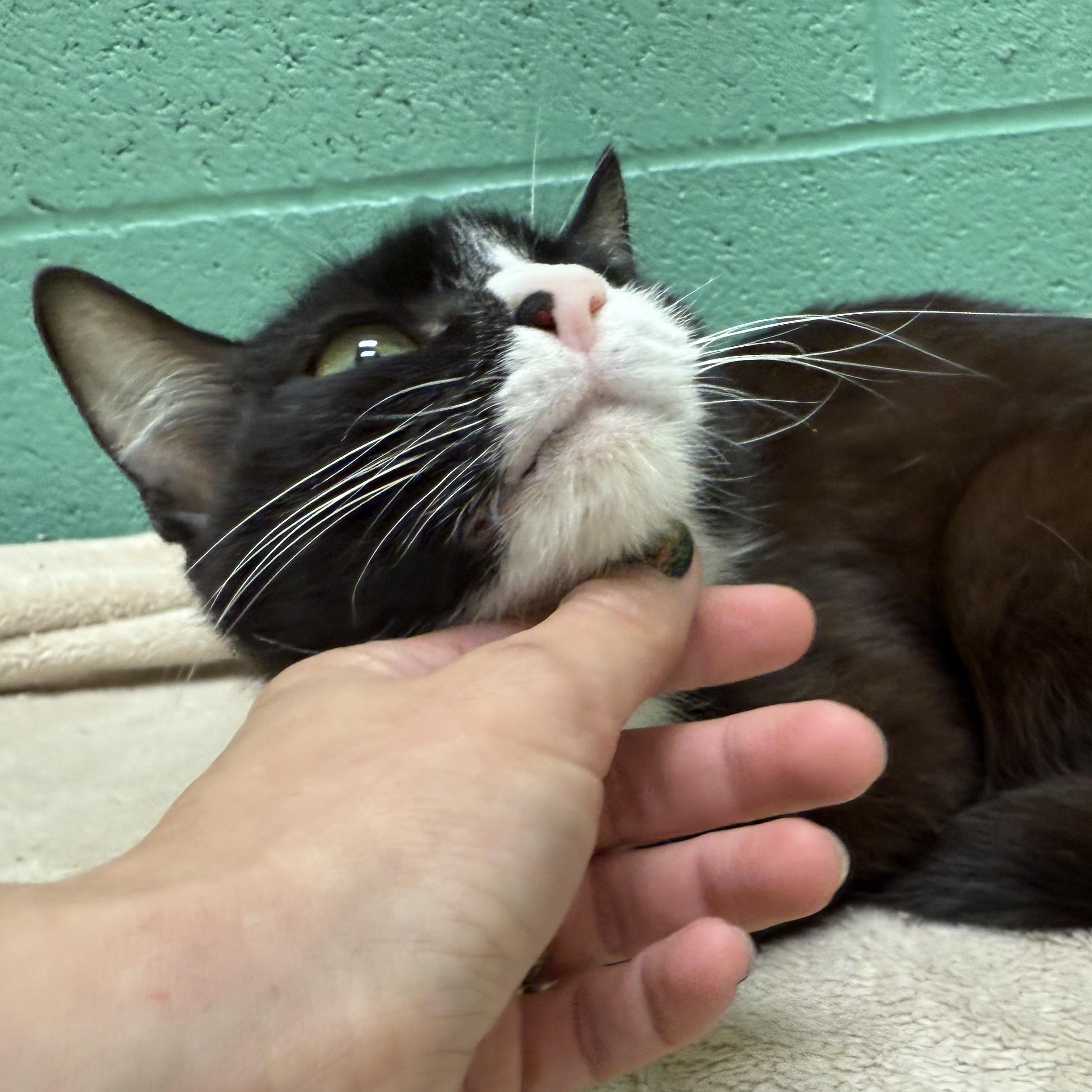 Enlarge Ivy, a Adoptable mixed breed in Latrobe, PA image 4/6