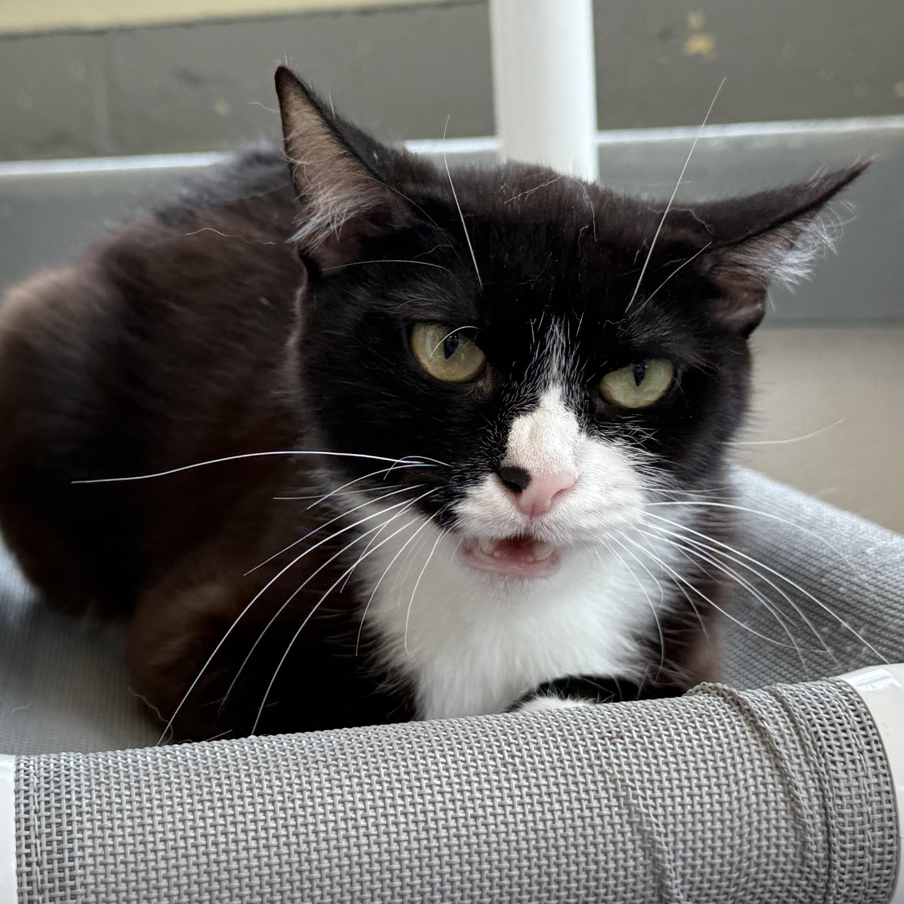 Enlarge Ivy, a Adoptable mixed breed in Latrobe, PA image 6/6