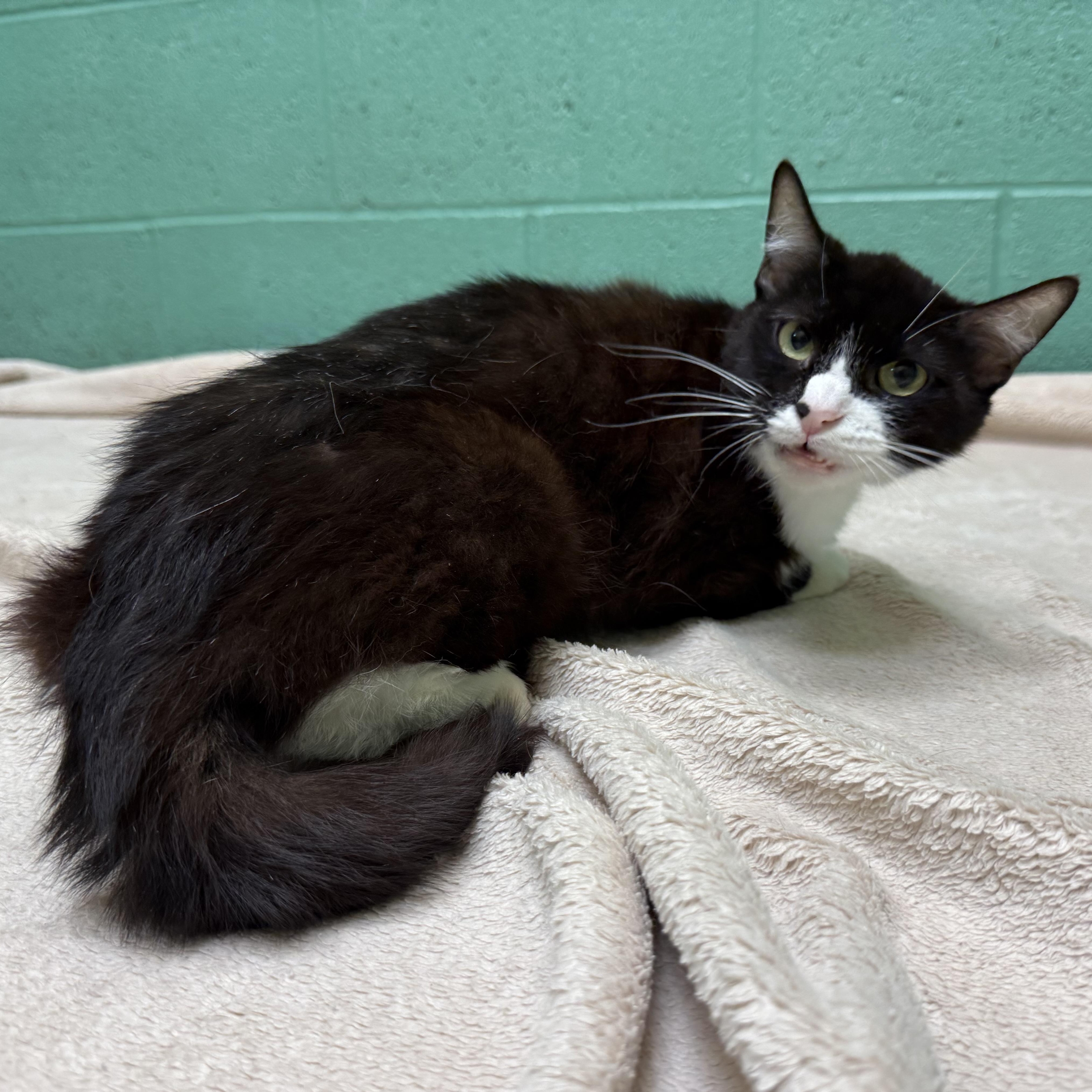 Enlarge Ivy, a Adoptable mixed breed in Latrobe, PA image 5/6