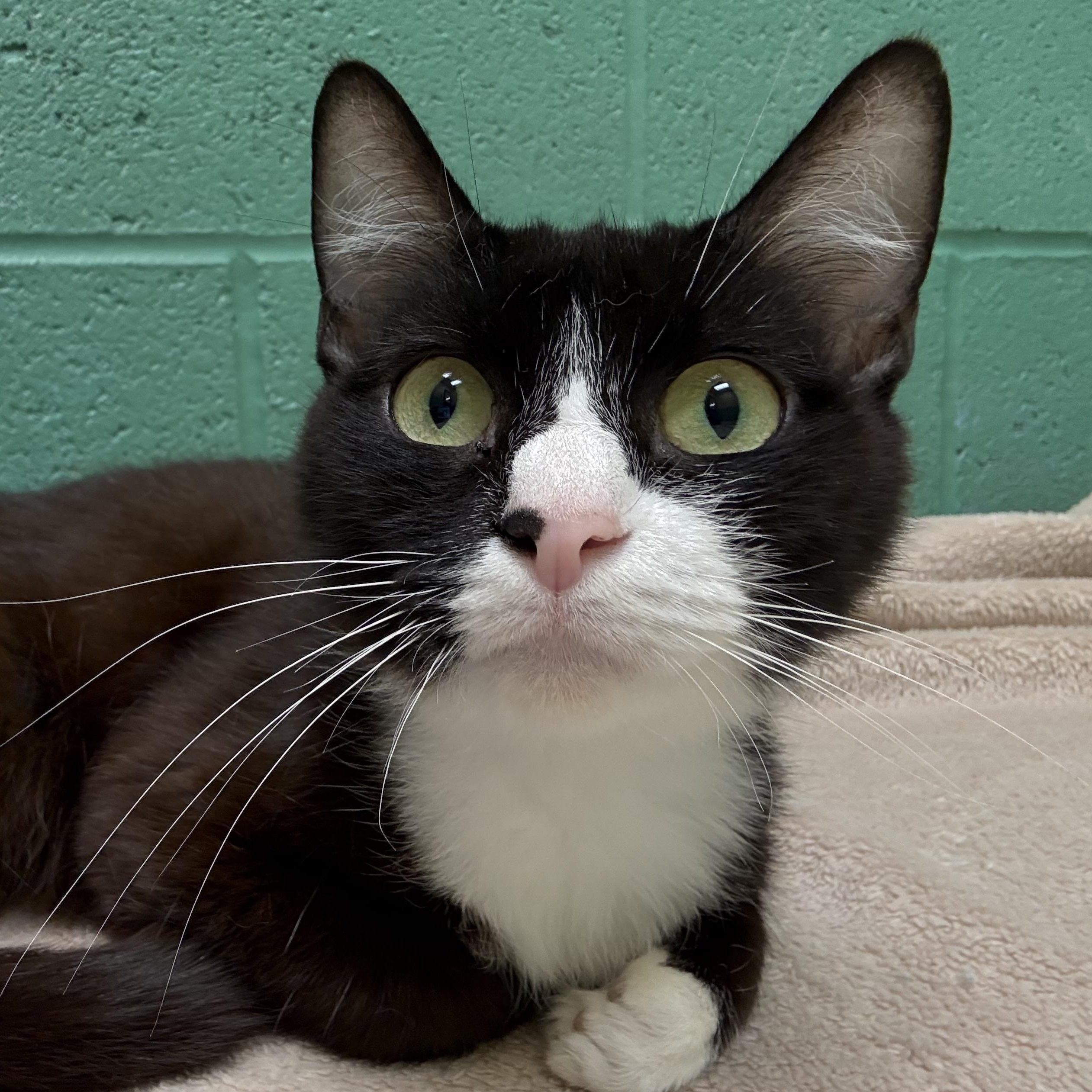 Enlarge Ivy, a Adoptable mixed breed in Latrobe, PA image 2/6