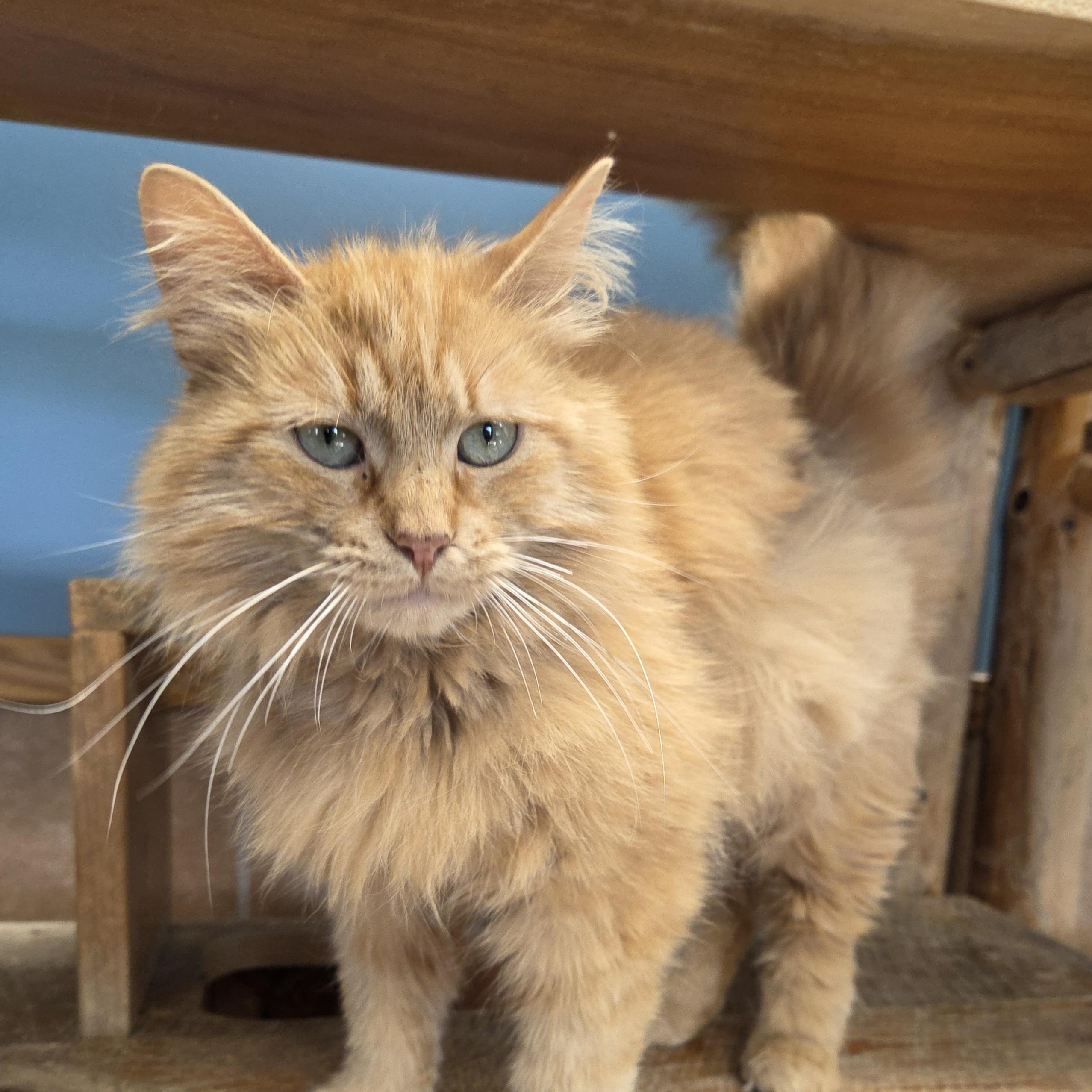 Oscar, Adult Male Tabby
