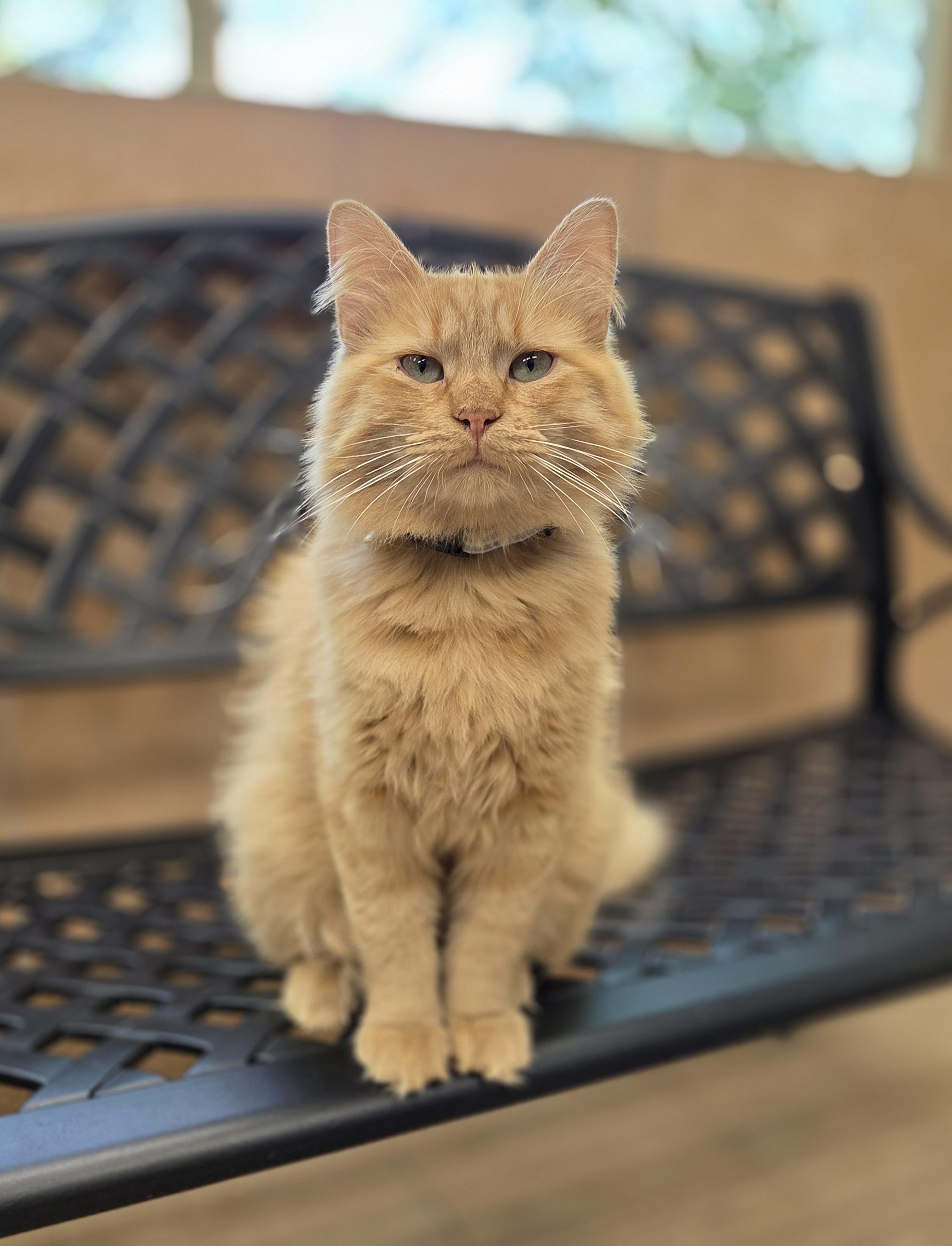 Oscar