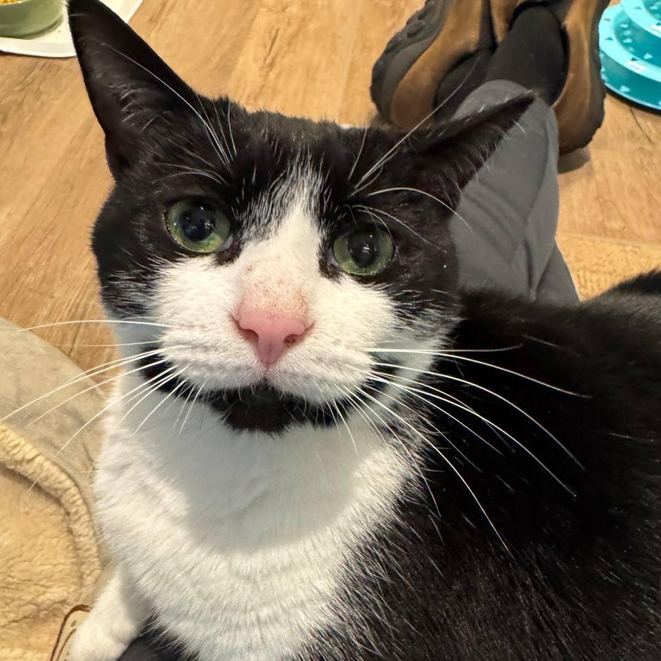Luly (Beauty), Adoptable, Adult Female Domestic Short Hair.