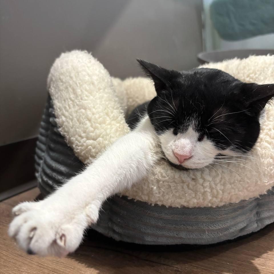 Luly (Beauty), a Adoptable Domestic Short Hair in New York, NY image 2/6